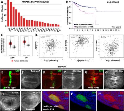 Wallenda-Nmo Axis Regulates Growth via Hippo Signaling